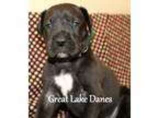 Great Dane Puppy for sale in Allendale, MI, USA