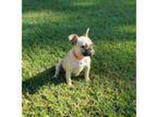 French Bulldog Puppy for sale in Rock Hill, SC, USA