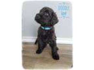 Labradoodle Puppy for sale in Mcallen, TX, USA