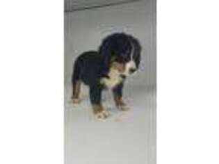 Bernese Mountain Dog Puppy for sale in Montgomery, IN, USA