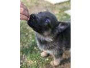 German Shepherd Dog Puppy for sale in Whittier, NC, USA