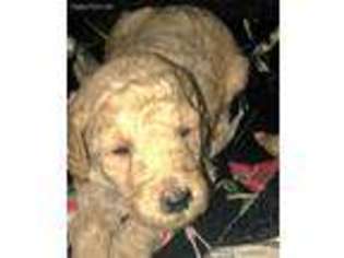Goldendoodle Puppy for sale in Republic, MO, USA