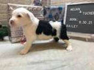 Old English Sheepdog Puppy for sale in New Haven, IN, USA