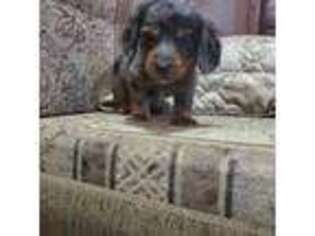 Dachshund Puppy for sale in Fresno, CA, USA