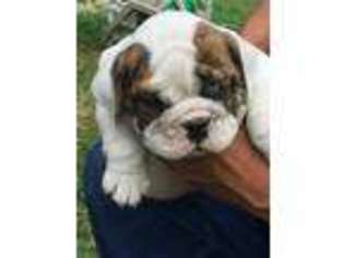 Bulldog Puppy for sale in Lampe, MO, USA