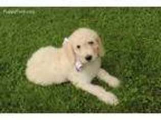 Goldendoodle Puppy for sale in Leicester, NC, USA