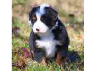 Miniature Australian Shepherd Puppy for sale in Stinnett, TX, USA