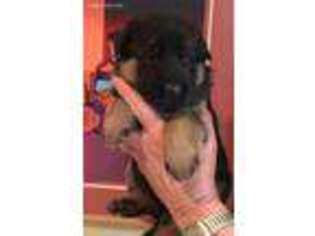 German Shepherd Dog Puppy for sale in Bartlesville, OK, USA