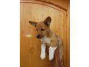 Pembroke Welsh Corgi Puppy for sale in Delta, UT, USA