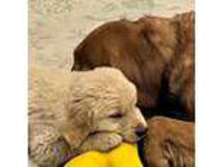 Golden Retriever Puppy for sale in Zion, IL, USA