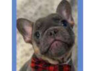 French Bulldog Puppy for sale in Statesville, NC, USA