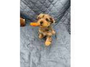 Yorkshire Terrier Puppy for sale in Mount Carmel, IL, USA