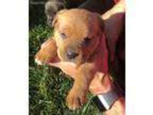 Cane Corso Puppy for sale in Yakima, WA, USA