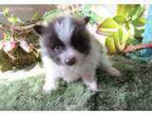 Pomeranian Puppy for sale in Duncan, OK, USA