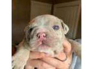 Bulldog Puppy for sale in Ogden, UT, USA
