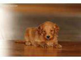 Goldendoodle Puppy for sale in Champaign, IL, USA