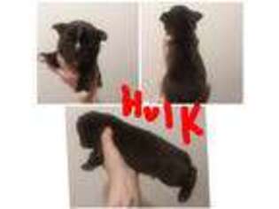 Mutt Puppy for sale in Grand Junction, MI, USA