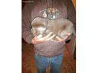 Labrador Retriever Puppy for sale in Dike, TX, USA