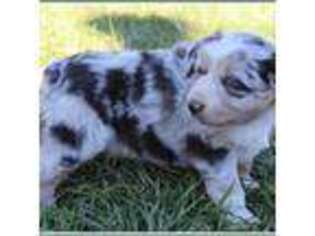 Miniature Australian Shepherd Puppy for sale in Montrose, CO, USA