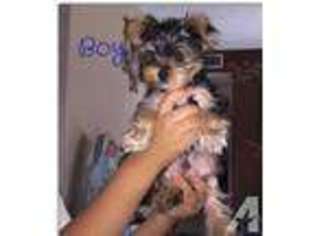 Yorkshire Terrier Puppy for sale in EARLIMART, CA, USA