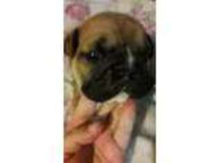 Bulldog Puppy for sale in Fairborn, OH, USA
