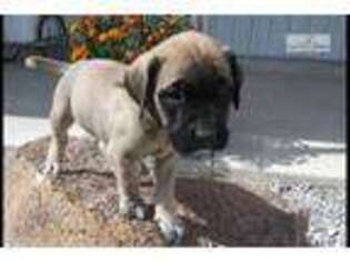 Mastiff Puppy for sale in Memphis, TN, USA
