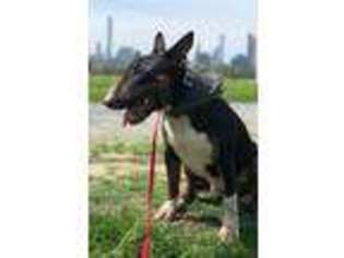 Bull Terrier Puppy for sale in Henryville, PA, USA