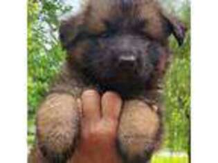 German Shepherd Dog Puppy for sale in Whiteland, IN, USA