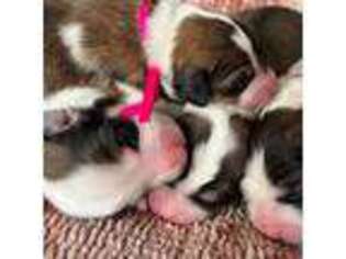 Bernese Mountain Dog Puppy for sale in Overland Park, KS, USA