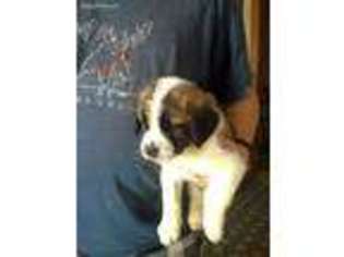 Saint Bernard Puppy for sale in Hereford, TX, USA