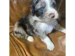 Mutt Puppy for sale in Elk Horn, KY, USA