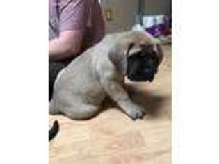 Mastiff Puppy for sale in Sandusky, OH, USA