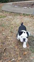 Bulldog Puppy for sale in Columbus, GA, USA
