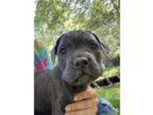 Cane Corso Puppy for sale in Garden Valley, CA, USA