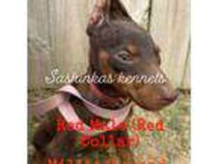 Doberman Pinscher Puppy for sale in Athens, AL, USA