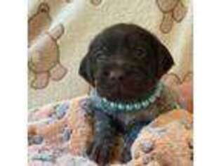 Wirehaired Pointing Griffon Puppy for sale in Petersburg, IN, USA