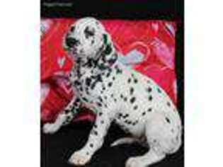 Dalmatian Puppy for sale in Saint Joseph, MO, USA