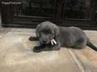 Labrador Retriever Puppy for sale in Paris, TX, USA
