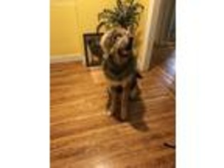 Tibetan Mastiff Puppy for sale in Bronx, NY, USA