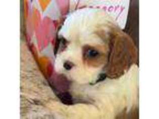 Cavalier King Charles Spaniel Puppy for sale in Danvers, MA, USA