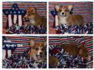 Pembroke Welsh Corgi Puppy for sale in Council Hill, OK, USA