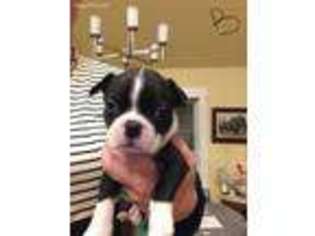 Boston Terrier Puppy for sale in Reedsburg, WI, USA