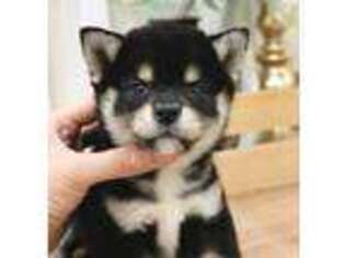 Shiba Inu Puppy for sale in Unknown, , USA