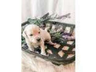 Goldendoodle Puppy for sale in Marquand, MO, USA