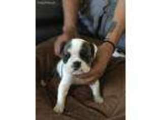 Bulldog Puppy for sale in Montebello, CA, USA