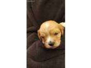 Cavachon Puppy for sale in Ogden, UT, USA