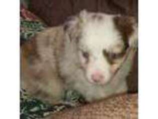 Miniature Australian Shepherd Puppy for sale in Gravel Switch, KY, USA