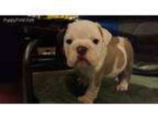 Bulldog Puppy for sale in Nampa, ID, USA