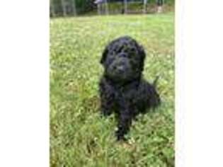 Goldendoodle Puppy for sale in Valdese, NC, USA