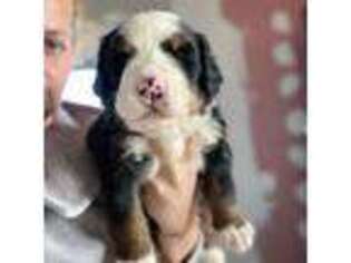 Bernese Mountain Dog Puppy for sale in Vineland, NJ, USA